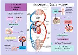 Tipos De Circulacion Circulacion Sistemica Circulacion Anatomia Medica