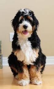 the bernedoodle guide the bernese mountain dog poodle mix