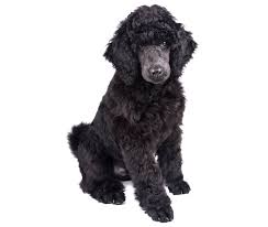 The poodle mix can have multiple purebred or mixed breed lineage. The Standard Poodle Cost Guide With Calculator Petbudget Pet Costs Saving Tips