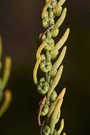 Image result for Mostuea microphylla