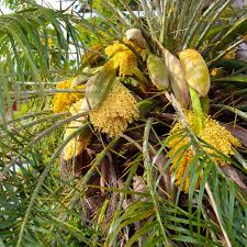 Image result for Syagrus romanzoffiana