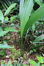 Image result for Curculigo latifolia