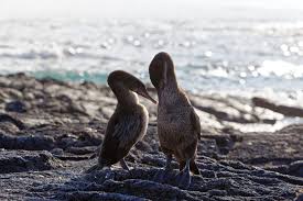A wildlife holiday par excellence. Galapagos Inseln Reisen Im Paradies