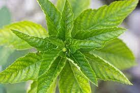 Image result for Adenostemma