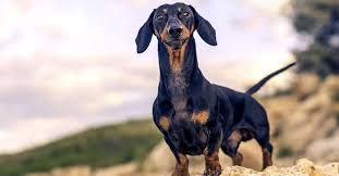 Check spelling or type a new query. Germany Opens Museum Devoted Entirely To Wiener Dogs 96 1 Bbb