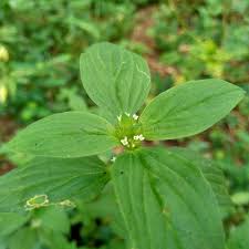 Image result for Spermacoce annua
