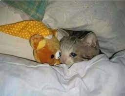 Crying Cat Meme Wallpapers Wallpaper Cave Cat heart memes catheartmemes twitter.