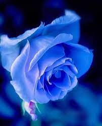We did not find results for: Beautiful Flowers Nature Home Facebook