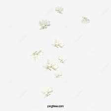 Great quality flowers for all occasions now with up to 55% off. Pretty White Flowers Floating Floating Flowers Pretty Flowers White Flowers Png Transparent Clipart Image And Psd File For Free Download