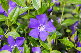 Image result for Vinca minor