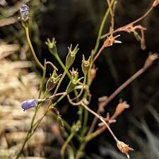 Image result for Wahlenbergia ramosissima