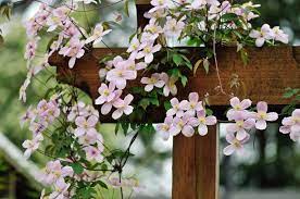 However, twining climbing plants, including clematis and honeysuckle variants require a framework to journey over. Climbing Plants For Walls And Fences Plants For A Purpose Thompson Morgan