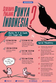 Panjang 14 cm dengan diameter 3 cm; Infografis Ukuran Mr P Pria Di Dunia Seberapa Panjang Indonesia