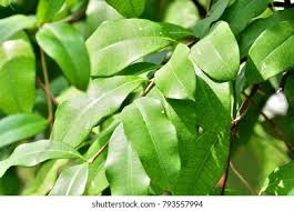 Image result for Cryptolepis apiculata
