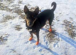 dog boots disposable reusable waterproof pawz dogs are