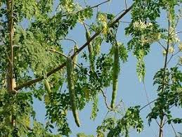 Harga kelor dan kepopulerannya di dunia adalah artikel yang mengulas tentang kelor. Moringa Oleifera Keajaiban Pokok Merunggai Posts Facebook