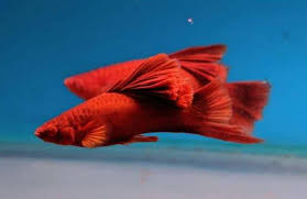 Jenis pakan berkualitas untuk ikan mickey mouse kebiasaan di alam liar ikan hias mickey mouse ini lebih suka makan semacam cacing, serangga, dan vegetasi. Harga Ikan Platy Terbaru Sesuai Jenisnya Ikanesia Id