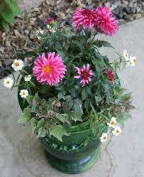 Pin On Container Gardens