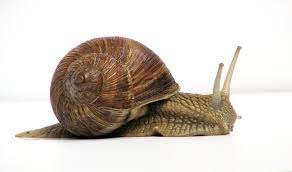 Snails and slugs are both in the gastropod group, and there are members that dwell in marine or fresh water as well as on land. Land Snail Wikipedia