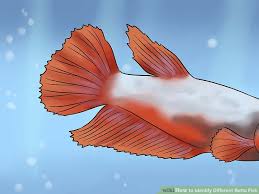 3 Ways To Identify Different Betta Fish Wikihow