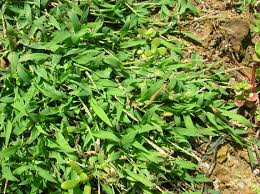 Image result for Digitaria bidactyla
