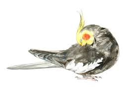 Cockatiel Watercolor Painting Bird Watercolor Painting 5x7 Inch Print 0038 En 2020 Pajaro De Acuarela Dibujos De Aves Y Pinturas De Aves
