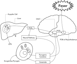 Diagram Of Fever Wiring Diagrams