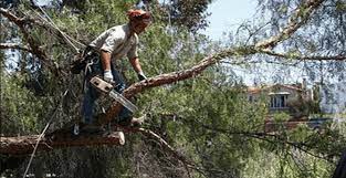 Pros Palm Twitter In 2020 Best Youtubers Tree Service Outdoor