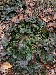 Image result for heuchera americana