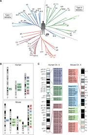 Han xiu cao qing luo's bodyguard han xiu cao qing luo's bodyguard. Emerging Roles Of The Mage Protein Family In Stress Response Pathways Journal Of Biological Chemistry