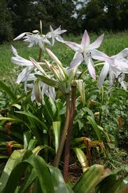 Image result for Crinum verdoorniae