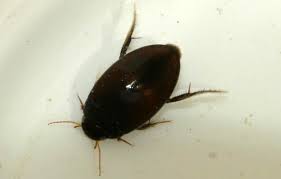 21 common british spiders you might find this autumn. Water Beetles Freshwater Habitats Trustfreshwater Habitats Trust