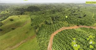 Resultado de imagem para Reforestation