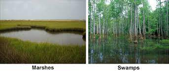 Tidal wetlands can be found along the shores of the chesapeake bay and those rivers and streams that are influenced by the. Wetlands Physical Geography