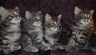 Cats and Kittens for Sale | Petfinder
