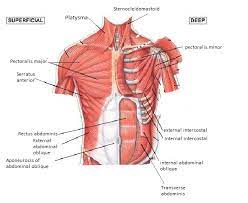 Muscles Of The Chest And Abdomen Muscle Anatomy Muscle Abdomen