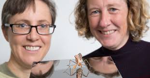 Conversation stripes