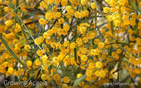 نتیجه جستجوی لغت [acacia] در گوگل