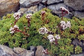 Image result for Crassula setulosa