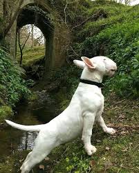 pin von guffer d pantoja g auf bull terrier hunderassen tiere hunde
