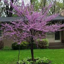 Redbud tree uses | folk + co. Eastern Redbud Tree Beautiful And Just A Baby Redbud Tree Varieties Redbud Tree Dwarf Redbud Tree