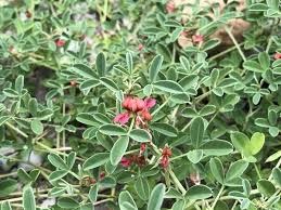 Image result for Indigofera adenoides