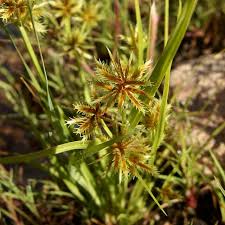 Image result for Cyperus squarrosus