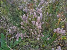 Image result for Trifolium isthmocarpum