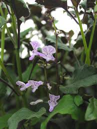 Image result for Monadenium laeve