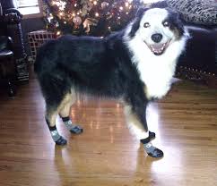 Grippers Non Slip Dog Socks Dog Socks Dogs Paw Protector