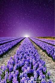 Purple Flower By Http Yiwuproducts Com Purple Flowers Lavender Fields France Beautiful Nature