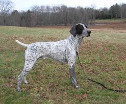 CH Minado's On The Marc, CGC (Marcus, 2005-2018)