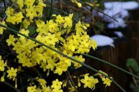 Image result for Jasminum pauciflorum