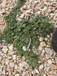 Image result for Guilleminea densa